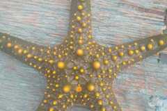IMG-20250625-WA0027