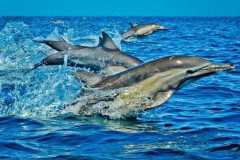 IMG-20250625-WA0030