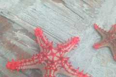 IMG-20250625-WA0038